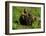 Alaska Kodiak Bear Cubs-Charles Glover-Framed Giclee Print