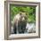 Alaska, Lake Clark. Walking grizzly bear with green foliage in background.-Janet Muir-Framed Photographic Print