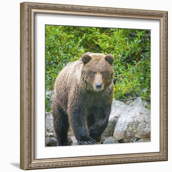 Alaska, Lake Clark. Walking grizzly bear with green foliage in background.-Janet Muir-Framed Photographic Print