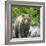 Alaska, Lake Clark. Walking grizzly bear with green foliage in background.-Janet Muir-Framed Photographic Print