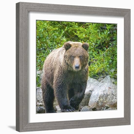 Alaska, Lake Clark. Walking grizzly bear with green foliage in background.-Janet Muir-Framed Photographic Print