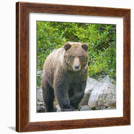 Alaska, Lake Clark. Walking grizzly bear with green foliage in background.-Janet Muir-Framed Photographic Print