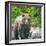 Alaska, Lake Clark. Walking grizzly bear with green foliage in background.-Janet Muir-Framed Photographic Print