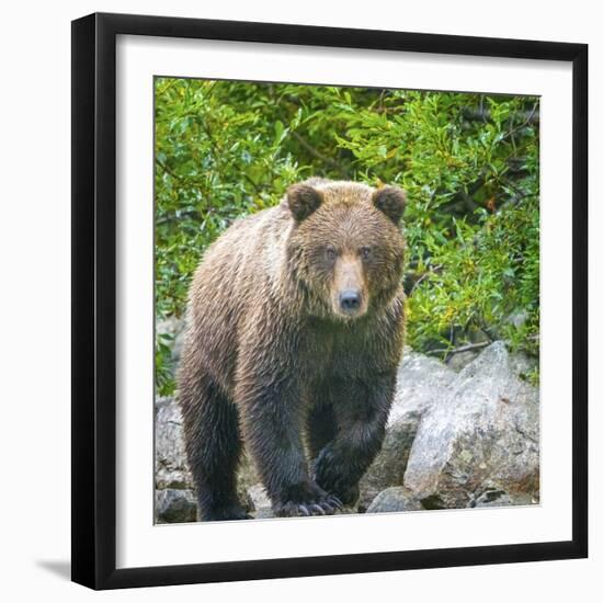 Alaska, Lake Clark. Walking grizzly bear with green foliage in background.-Janet Muir-Framed Photographic Print