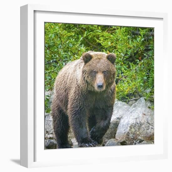 Alaska, Lake Clark. Walking grizzly bear with green foliage in background.-Janet Muir-Framed Photographic Print