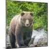 Alaska, Lake Clark. Walking grizzly bear with green foliage in background.-Janet Muir-Mounted Photographic Print