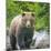 Alaska, Lake Clark. Walking grizzly bear with green foliage in background.-Janet Muir-Mounted Photographic Print