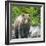 Alaska, Lake Clark. Walking grizzly bear with green foliage in background.-Janet Muir-Framed Photographic Print