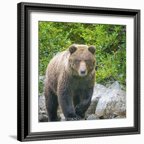 Alaska, Lake Clark. Walking grizzly bear with green foliage in background.-Janet Muir-Framed Photographic Print