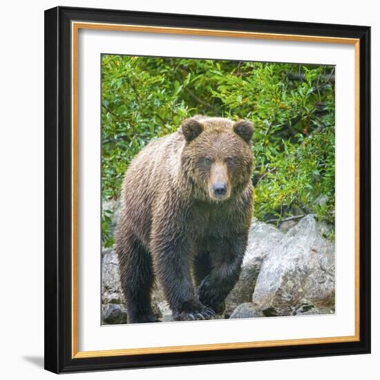 Alaska, Lake Clark. Walking grizzly bear with green foliage in background.-Janet Muir-Framed Photographic Print