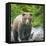 Alaska, Lake Clark. Walking grizzly bear with green foliage in background.-Janet Muir-Framed Premier Image Canvas