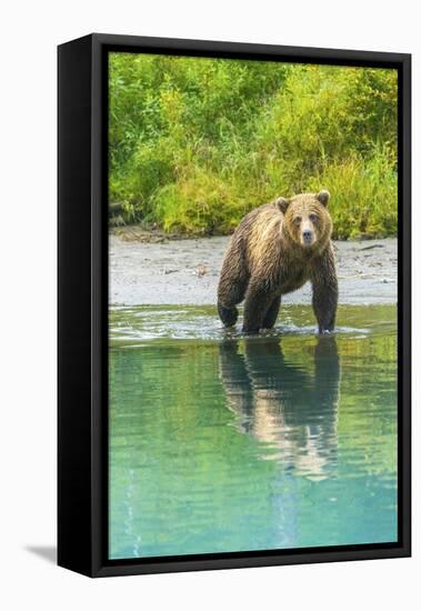 Alaska, Lake Clark. Young grizzly bear walks along the shoreline.-Janet Muir-Framed Premier Image Canvas