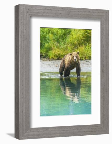 Alaska, Lake Clark. Young grizzly bear walks along the shoreline.-Janet Muir-Framed Photographic Print