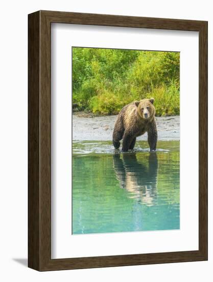 Alaska, Lake Clark. Young grizzly bear walks along the shoreline.-Janet Muir-Framed Photographic Print