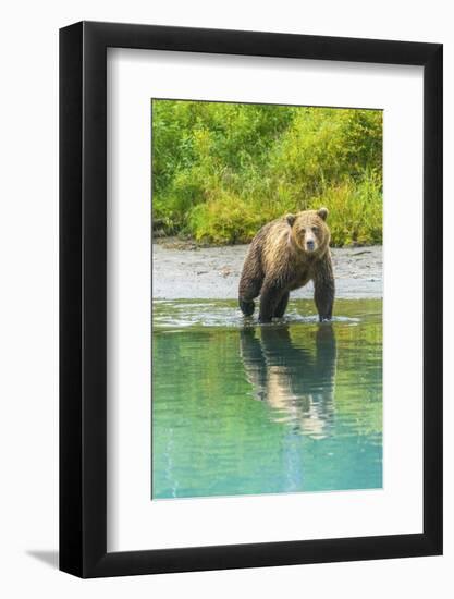 Alaska, Lake Clark. Young grizzly bear walks along the shoreline.-Janet Muir-Framed Photographic Print
