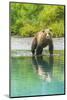 Alaska, Lake Clark. Young grizzly bear walks along the shoreline.-Janet Muir-Mounted Photographic Print