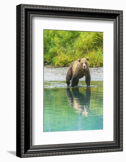 Alaska, Lake Clark. Young grizzly bear walks along the shoreline.-Janet Muir-Framed Photographic Print