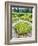 Alaska marshland-Savanah Plank-Framed Photo