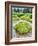 Alaska marshland-Savanah Plank-Framed Photo