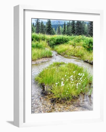 Alaska marshland-Savanah Plank-Framed Photo