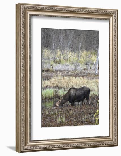 Alaska, Moose Off Seward Highway Near Girdwood-Savanah Stewart-Framed Photographic Print