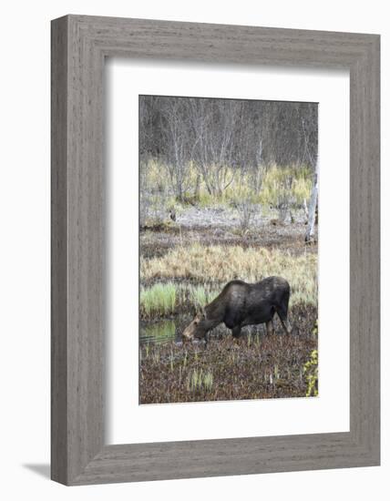 Alaska, Moose Off Seward Highway Near Girdwood-Savanah Stewart-Framed Photographic Print