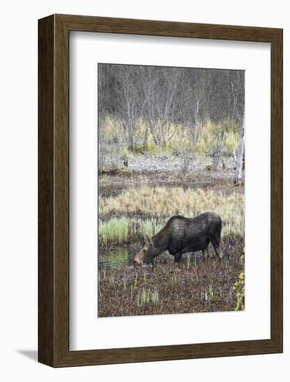 Alaska, Moose Off Seward Highway Near Girdwood-Savanah Stewart-Framed Photographic Print