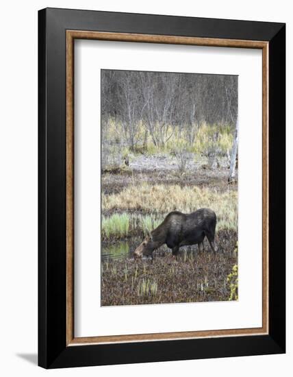 Alaska, Moose Off Seward Highway Near Girdwood-Savanah Stewart-Framed Photographic Print