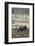 Alaska, Moose Off Seward Highway Near Girdwood-Savanah Stewart-Framed Photographic Print