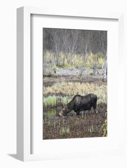 Alaska, Moose Off Seward Highway Near Girdwood-Savanah Stewart-Framed Photographic Print