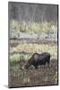 Alaska, Moose Off Seward Highway Near Girdwood-Savanah Stewart-Mounted Photographic Print