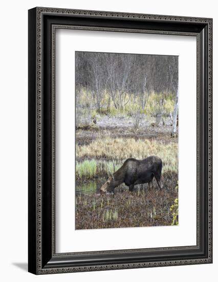 Alaska, Moose Off Seward Highway Near Girdwood-Savanah Stewart-Framed Photographic Print