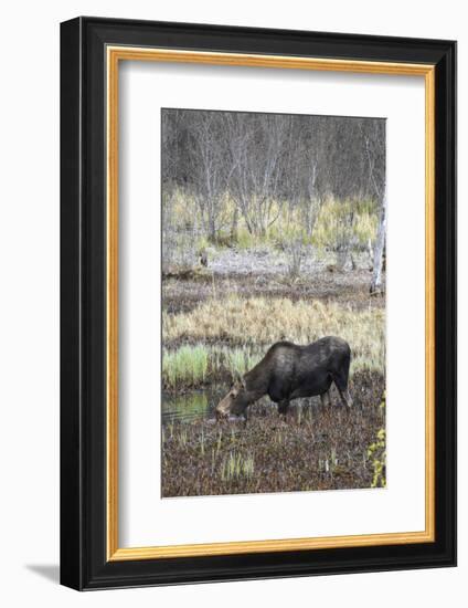 Alaska, Moose Off Seward Highway Near Girdwood-Savanah Stewart-Framed Photographic Print