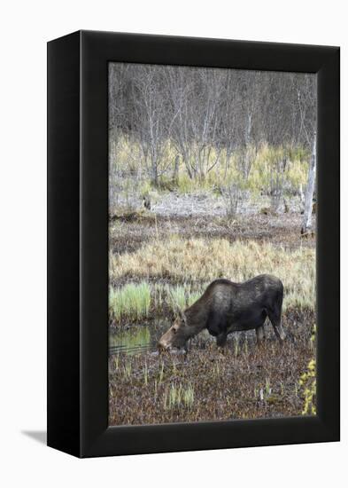 Alaska, Moose Off Seward Highway Near Girdwood-Savanah Stewart-Framed Premier Image Canvas