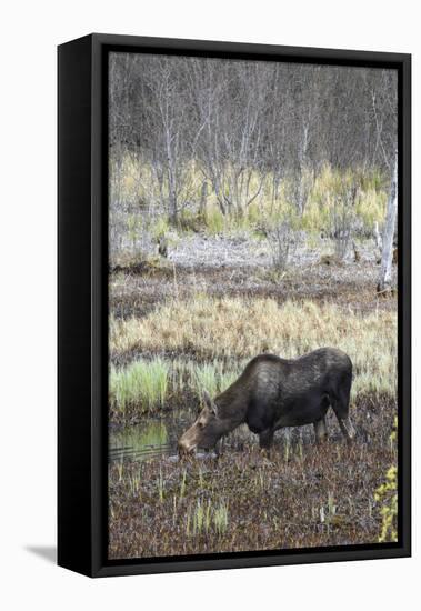 Alaska, Moose Off Seward Highway Near Girdwood-Savanah Stewart-Framed Premier Image Canvas