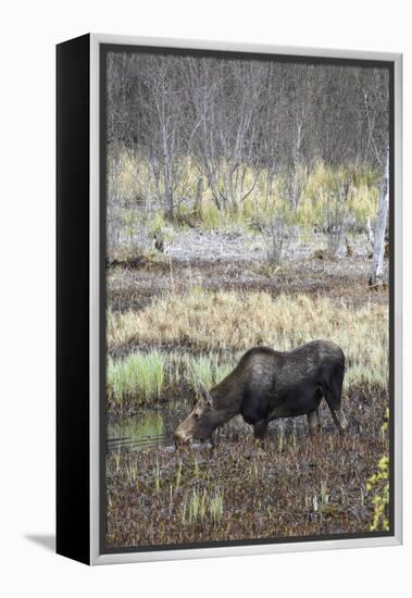 Alaska, Moose Off Seward Highway Near Girdwood-Savanah Stewart-Framed Premier Image Canvas