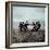 Alaska: Native Alaskan Children Playing a Game of Tug-Of-War-Ralph Crane-Framed Photographic Print