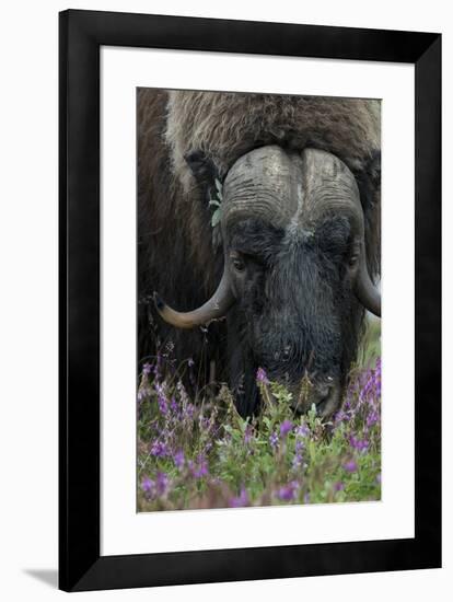 Alaska, Nome. Muskox male with wildflowers.-Cindy Miller Hopkins-Framed Premium Photographic Print