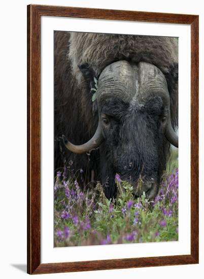 Alaska, Nome. Muskox male with wildflowers.-Cindy Miller Hopkins-Framed Premium Photographic Print