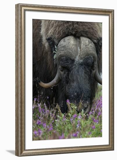 Alaska, Nome. Muskox male with wildflowers.-Cindy Miller Hopkins-Framed Premium Photographic Print