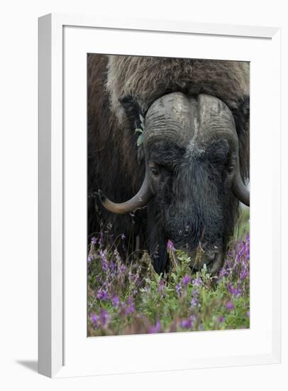 Alaska, Nome. Muskox male with wildflowers.-Cindy Miller Hopkins-Framed Premium Photographic Print