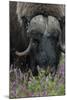 Alaska, Nome. Muskox male with wildflowers.-Cindy Miller Hopkins-Mounted Premium Photographic Print