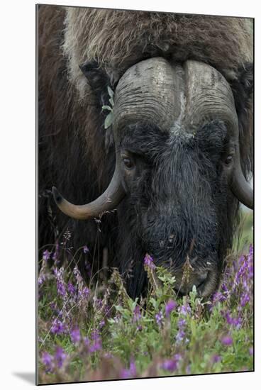 Alaska, Nome. Muskox male with wildflowers.-Cindy Miller Hopkins-Mounted Premium Photographic Print