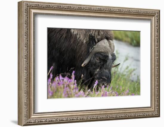 Alaska, Nome. Muskox male with wildflowers.-Cindy Miller Hopkins-Framed Photographic Print