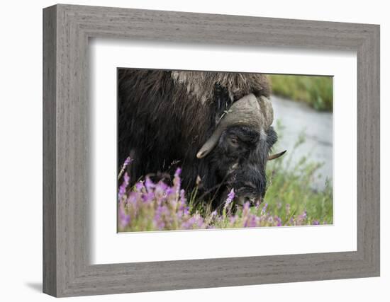 Alaska, Nome. Muskox male with wildflowers.-Cindy Miller Hopkins-Framed Photographic Print