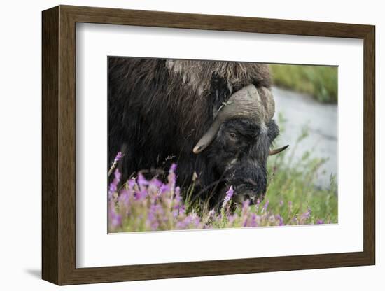 Alaska, Nome. Muskox male with wildflowers.-Cindy Miller Hopkins-Framed Photographic Print