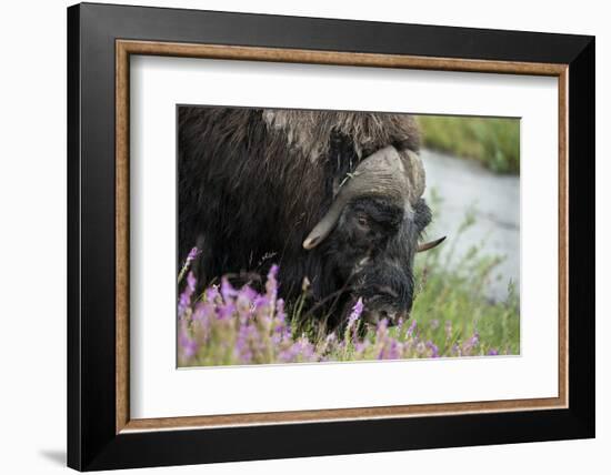 Alaska, Nome. Muskox male with wildflowers.-Cindy Miller Hopkins-Framed Photographic Print
