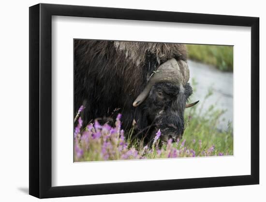 Alaska, Nome. Muskox male with wildflowers.-Cindy Miller Hopkins-Framed Photographic Print