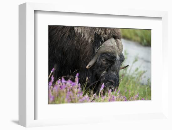 Alaska, Nome. Muskox male with wildflowers.-Cindy Miller Hopkins-Framed Photographic Print