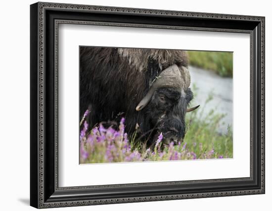 Alaska, Nome. Muskox male with wildflowers.-Cindy Miller Hopkins-Framed Photographic Print